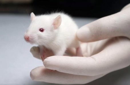 Estudio clínico de la electroacupuntura o terapia regenerativa en el dolor en ratones