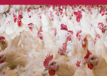Denuncian la aparición de una cepa de gripe aviar altamente virulenta que afecta tanto al ganado como a los seres humanos