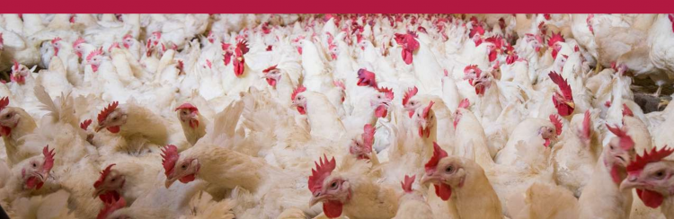 Denuncian la aparición de una cepa de gripe aviar altamente virulenta que afecta tanto al ganado como a los seres humanos