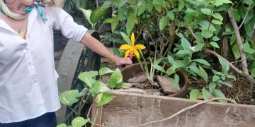 “El 12 de enero del 2012 se aprobó en Nicaragua la Ley 774 que es el reconocimiento de 35 terapias naturales complementarias a la medicina alopática”, aclara la terapeuta y abogada Trinidad Campos.